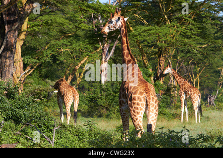 Les Girafes dans fever tree forest Lake Nakuru Banque D'Images