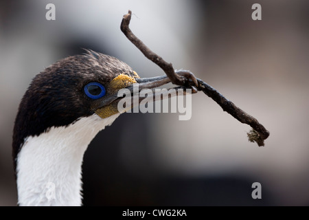 Cormoran impérial Phalacrocorax atriceps albiventer (adultes) avec une brindille pour son nid Banque D'Images