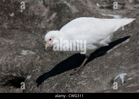 Sheathbill enneigé (Chionis albus) en quête de nourriture sur l'Île Saunders dans les Malouines. Banque D'Images