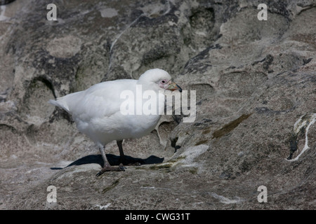 Sheathbill enneigé (Chionis albus) en quête de nourriture sur l'Île Saunders dans les Malouines. Banque D'Images