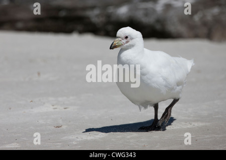 Sheathbill enneigé (Chionis albus) en quête de nourriture sur l'Île Saunders dans les Malouines. Banque D'Images