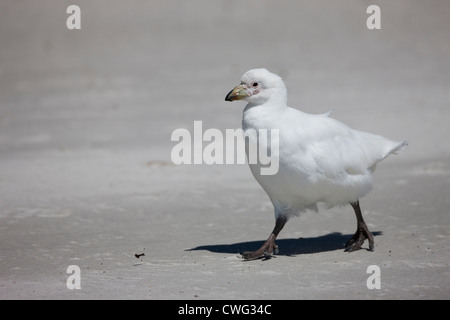 Sheathbill enneigé (Chionis albus) en quête de nourriture sur l'Île Saunders dans les Malouines. Banque D'Images