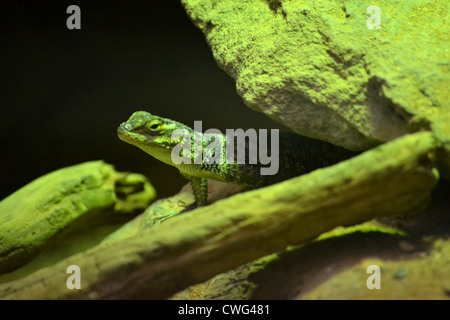 Lézard épineux bleu (Sceloporus serrifer) Banque D'Images