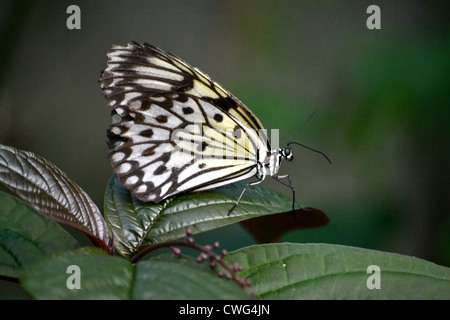 Idea leuconoe chersonesia (Palétuvier) Nymphe Butterfly Banque D'Images