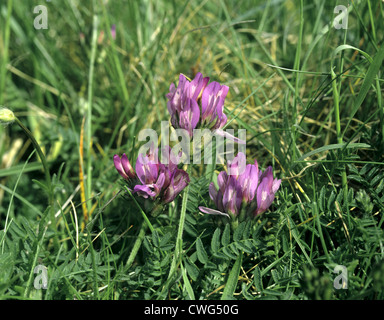 Astragale pourpre Astragalus danicus (Fabaceae) Banque D'Images