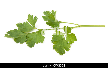 Herbes fraîches persil isolated on white Banque D'Images