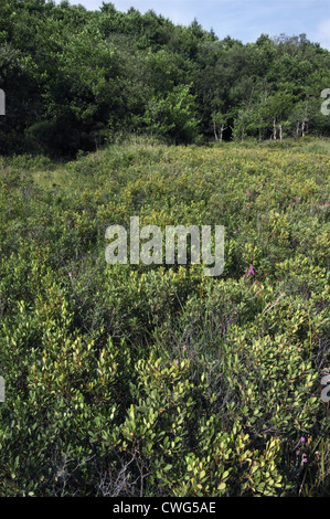 BOG MYRTLE Myrica gale (Myricaceae) Banque D'Images