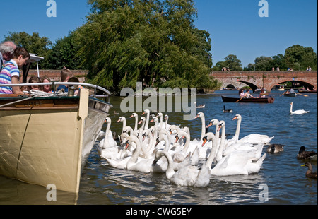 Vue voyant l'embarcation avec grand groupe de cygnes sur la rivière Avon Stratford upon Avon avec Maison du tramway et le pont en arrière-plan Banque D'Images