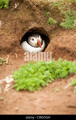 Macareux moine, Fratercula arctica, dans un terrier de Skomer Island, South Wales Banque D'Images