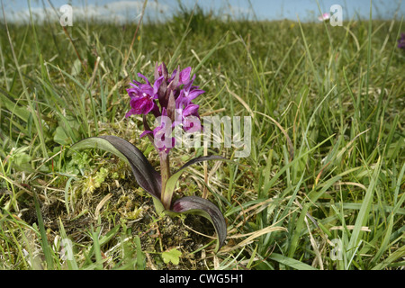 HEBRIDEAN MARSH-ebudensis Dactylorhiza orchidées (Orchidaceae) Banque D'Images