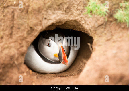 Macareux moine, Fratercula arctica, dans un terrier de Skomer Island, South Wales Banque D'Images