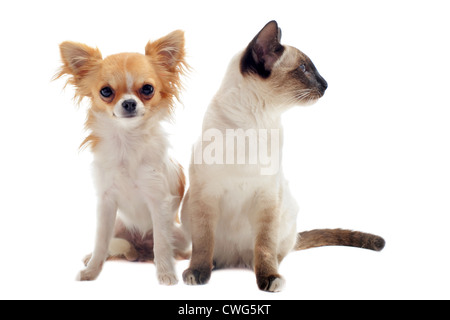 Chihuahua pure race avec chaton siamois in front of white background Banque D'Images