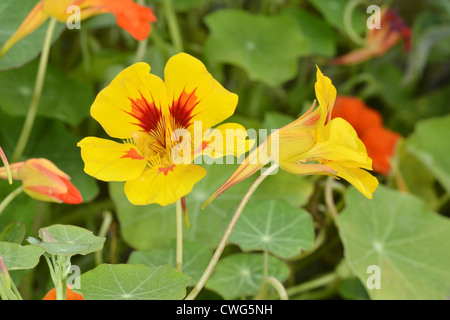 - Tropaeolus capucine majus Banque D'Images