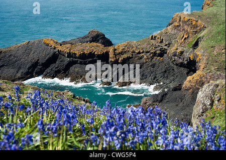 English Bluebells, Hyacinthoides non scripta, Bull, trou de Skomer Island, dans le sud du Pays de Galles, Royaume-Uni Banque D'Images