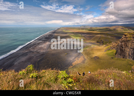 Les macareux se perchent sur une falaise au-dessus d'une longue plage de sable noir près de Dyrhólaey dans le sud de l'Islande Banque D'Images