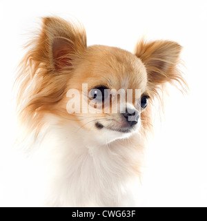 Portrait of a cute chihuahua pure race, in front of white background Banque D'Images