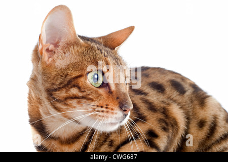 Portrait d'un chat bengal pure race, sur un fond blanc Banque D'Images