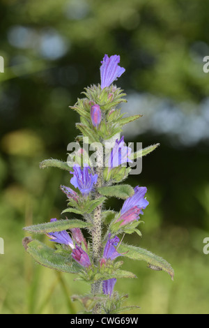 La vipère pourpre de Vipérine commune Echium plantagineum- Banque D'Images