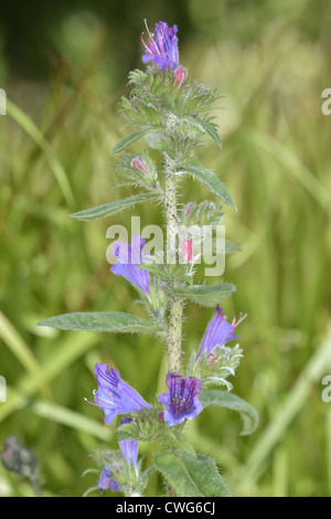 La vipère pourpre de Vipérine commune Echium plantagineum- Banque D'Images