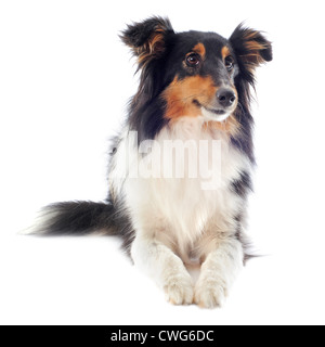 Portrait d'un chien de race shetland in front of white background Banque D'Images