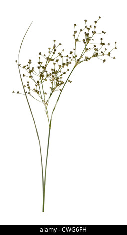 Sharp-flowered Juncus acutiflorus Banque D'Images