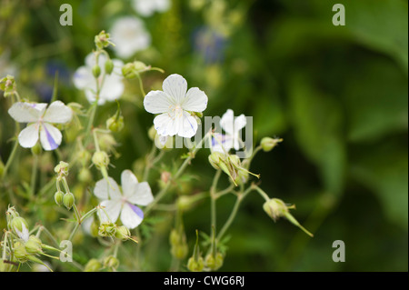 Geranium pratense 'Striatum' ou 'Splish Splash', géranium sanguin Banque D'Images