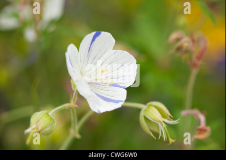 Geranium pratense 'Striatum' ou 'Splish Splash', géranium sanguin Banque D'Images