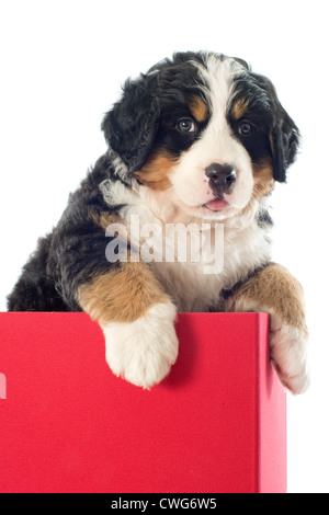 Portrait de chiot de race bernese mountain dog in a box Banque D'Images
