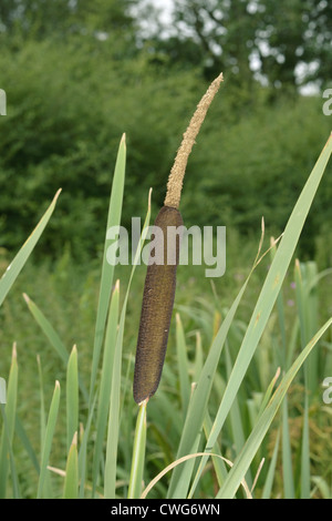 Roseaux Typha latifolia (Typhaceae) Banque D'Images