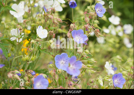 Geranium pratense 'Striatum' ou 'Splish Splash', géranium sanguin et le géranium pratense, géranium sanguin pré Banque D'Images