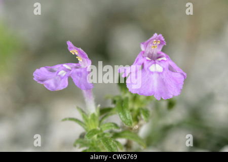 RED Ortie royale Galeopsis angustifolia (Lamiaceae) Banque D'Images