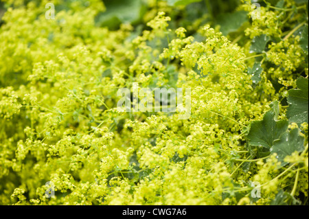 Alchemilla mollis, Lady's Mantle Banque D'Images