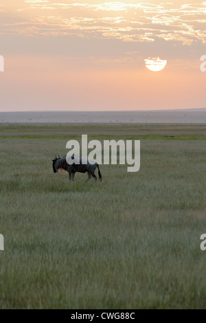 Gnous sur les Plaines d'Amboseli at Dawn Banque D'Images