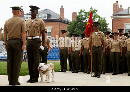 Le sergent Chesty XIII, la mascotte officielle de la Marine Corps et le Sgt. Christopher Harris, son maître, au cours d'une cérémonie de promotion de Chesty 1 juin 2012 à Washington DC. Réputé pour son dur, musclé, et l'aspect agressif, le Bulldog Anglais est un caporal depuis mai 2010. Le Sgt. Chesty est toujours en service à la caserne, la motivation des spectateurs et invités lors d'innombrables représentations ici et à l'étranger. Banque D'Images