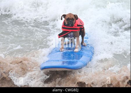 Chien de surf Banque D'Images