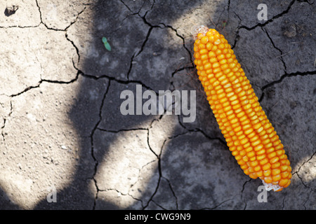 Le maïs qui est représenté sur une terre craquelée à sec Banque D'Images