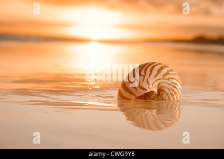 Golden sunrise et nautilus shell dans la mer Banque D'Images