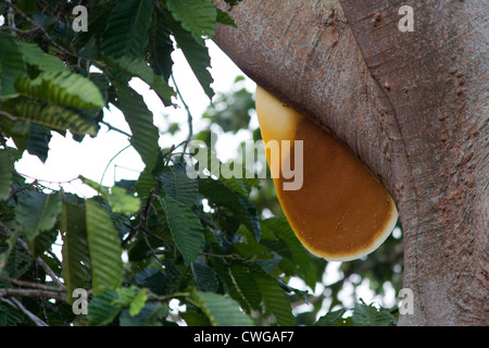 Ruche sur un arbre, Sabah, Malaisie Banque D'Images