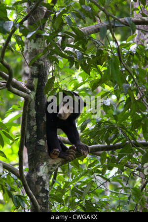 Helarctos malayanus, ours, Centre de conservation des ours malais, Sabah, Malaisie Banque D'Images