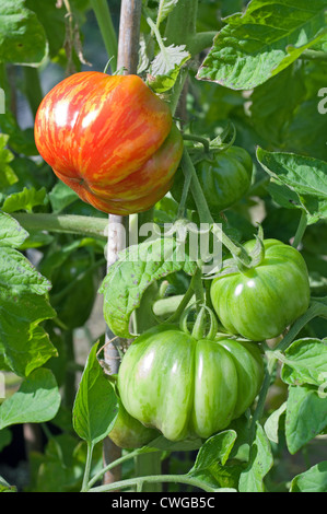 L'ameneur à rayures sur le mûrissement des tomates en vigne serre jardin, Cumbria, Angleterre, Royaume-Uni Banque D'Images