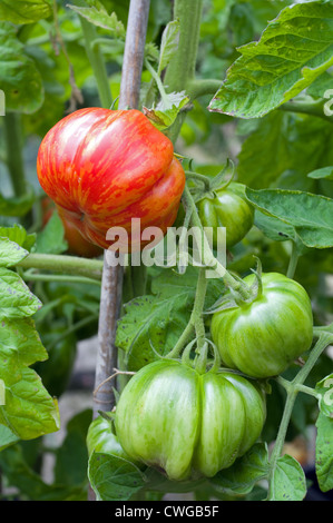 L'ameneur à rayures sur le mûrissement des tomates en vigne serre jardin, Cumbria, Angleterre, Royaume-Uni Banque D'Images