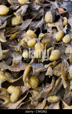 Fucus vesiculosus. Bladderrack sur la plage. Banque D'Images