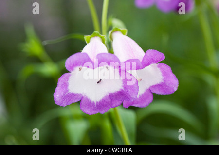 Penstemon 'Pensham Czar' de plus en plus une frontière. Langue barbe fleur. Banque D'Images