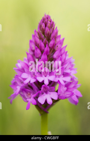Anacamptis pyramidalis. Orchidée pyramidale dans une prairie de fleurs sauvages. Banque D'Images