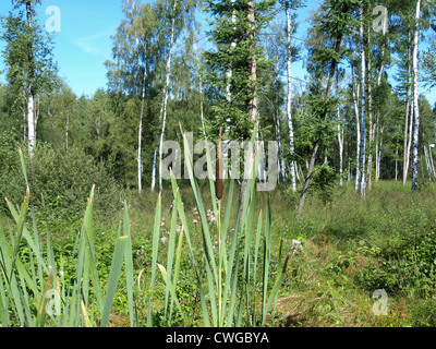 Bois et prairie dans l'Arrach haute lande / Wald und Wiese im Hochmoor Arracher Banque D'Images