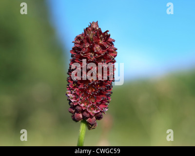 Pimprenelle Sanguisorba officinalis / / Großer Wiesenknopf Banque D'Images