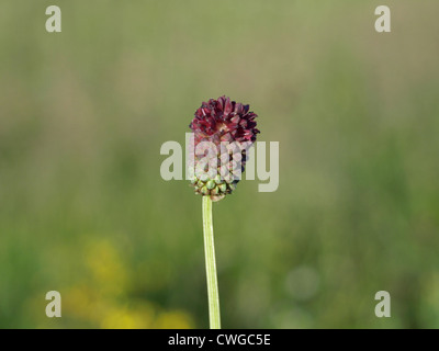 Pimprenelle Sanguisorba officinalis / / Großer Wiesenknopf Banque D'Images