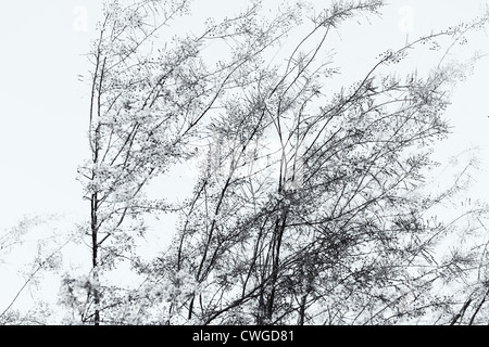 Palo Verde Mesquite tree dans summer breeze vent Banque D'Images