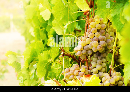 Tas de raisins Muscat vert sur l'heure du coucher du soleil à vigne Banque D'Images