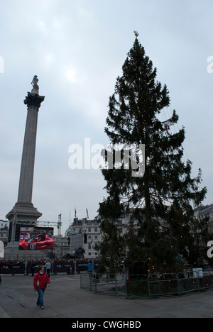 Arbre de Noël à Trafalgar Square avec la Colonne Nelson Banque D'Images